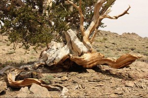 207611_101307323290104_100002325093793_10989_8084483_n