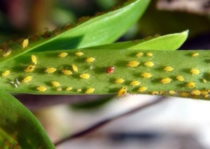 1 pulgoes-amarelos-atacam-folha-de-orquidea