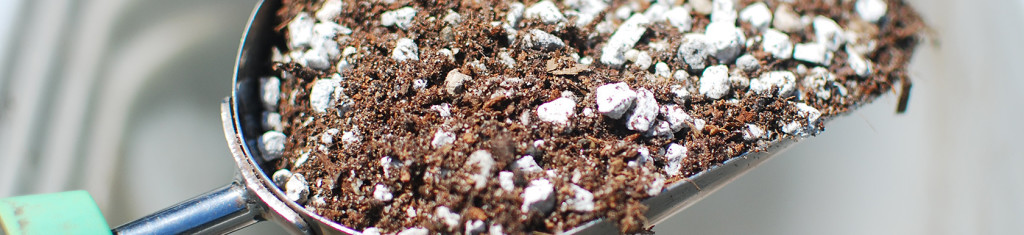 20_chinese-elm-bonsai-soil