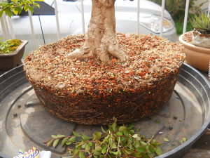 Kaede de Ricardo Paiva