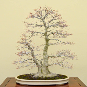 "Japanese maple"