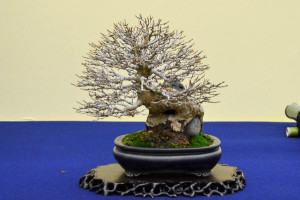 "Trident maple"