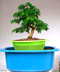 Técnica escorredor / mamadeira 