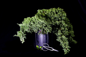 Junípero em vaso provisório, vendido em viveiros