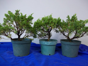 pre-bonsai-shimpaku-300x225