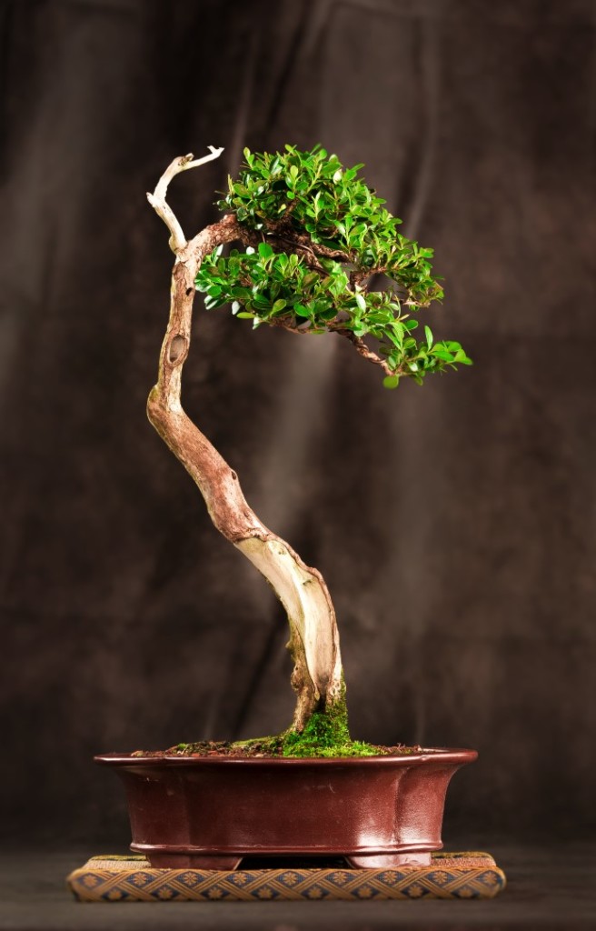 Buxus sempervirens ECFB