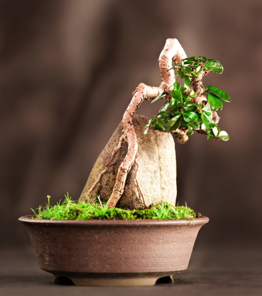 Carmona microfila ECFB