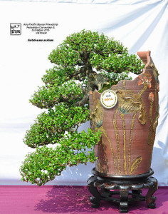 Antidesma Acidum-APWBFF - Photos by Trung Ho-Huong