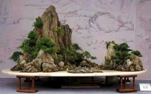 By 趙鴻萌 in 555盆栽照片交流