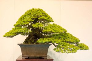 Kokufu-White-pine