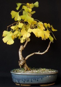 165480_336994476426482_650366685_n