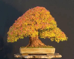 264540_334085700054577_2111053939_n