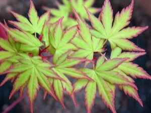 Acer Palmatum - folha 2