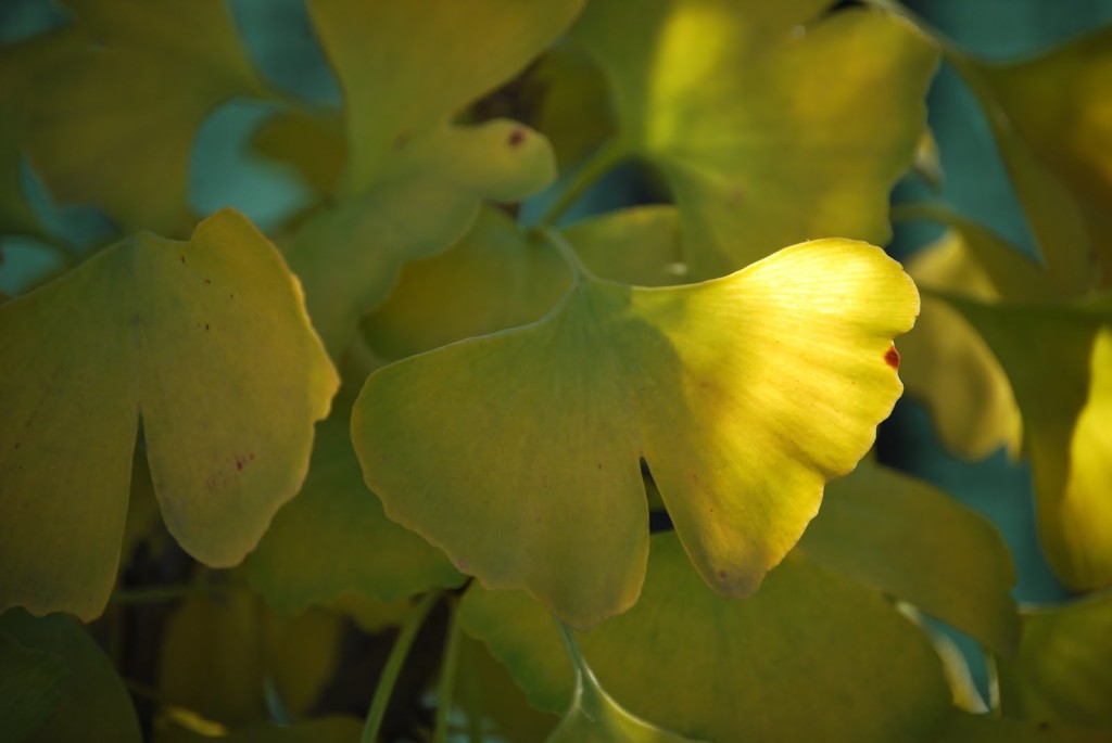 gingko