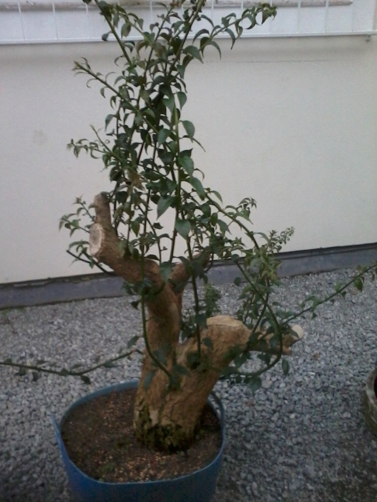 Se recuperando em 7 de junho de 2013.