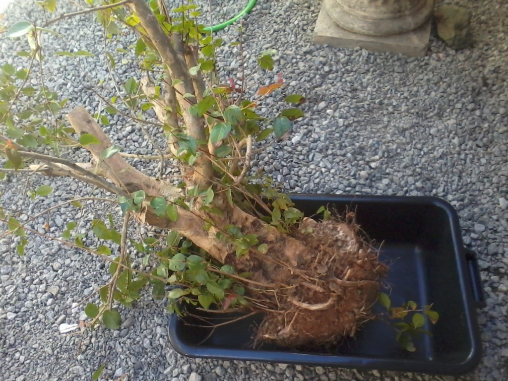 Planta coletada sendo preparada para vaso de treino.