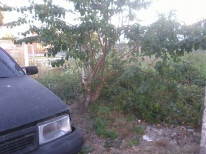 1013219_10201689432904417_1291017531_n-300x225