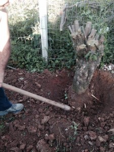 1376432_524722230953720_1758644218_n-225x300