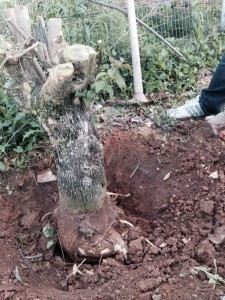 1377041_524722487620361_1023145539_n-225x300