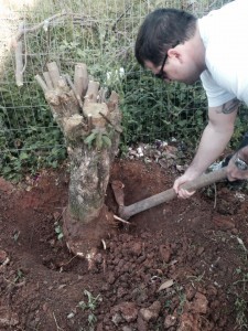 1382810_524722164287060_382341124_n-225x300