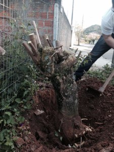 1391449_524722387620371_469925633_n