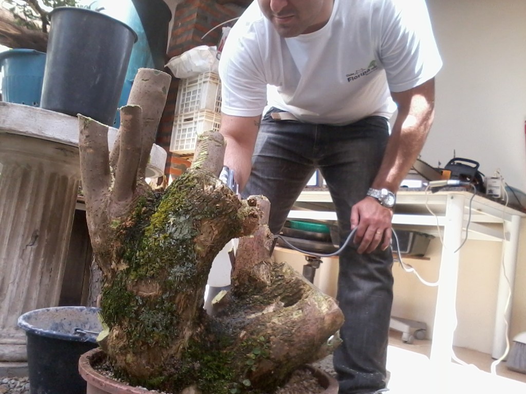 Vaso mais profundo para uma boa recuperação radicular pós coleta.