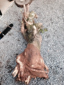 555930_524723847620225_382917258_n