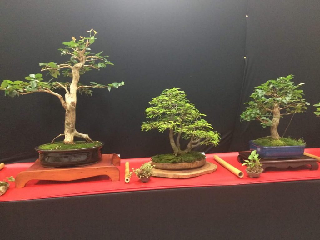 FB_IMG_1506814351344