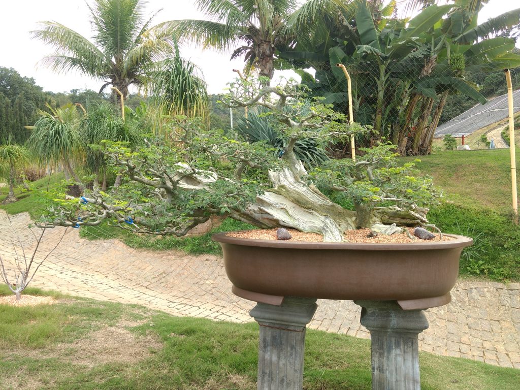 IMG_20180525_145935153