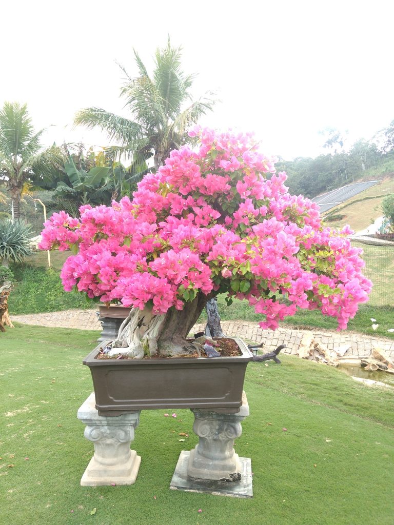 IMG_20180525_150148043