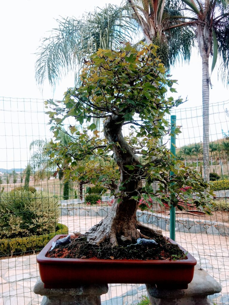 IMG_20180525_151107786~2