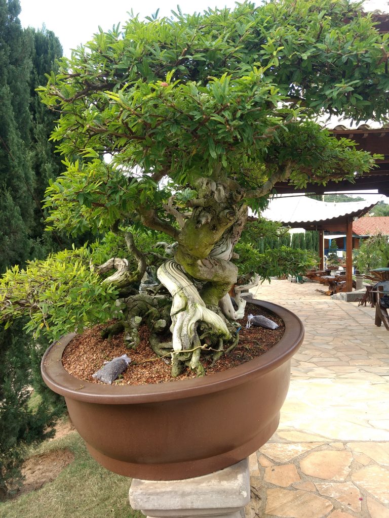 IMG_20180525_151309645