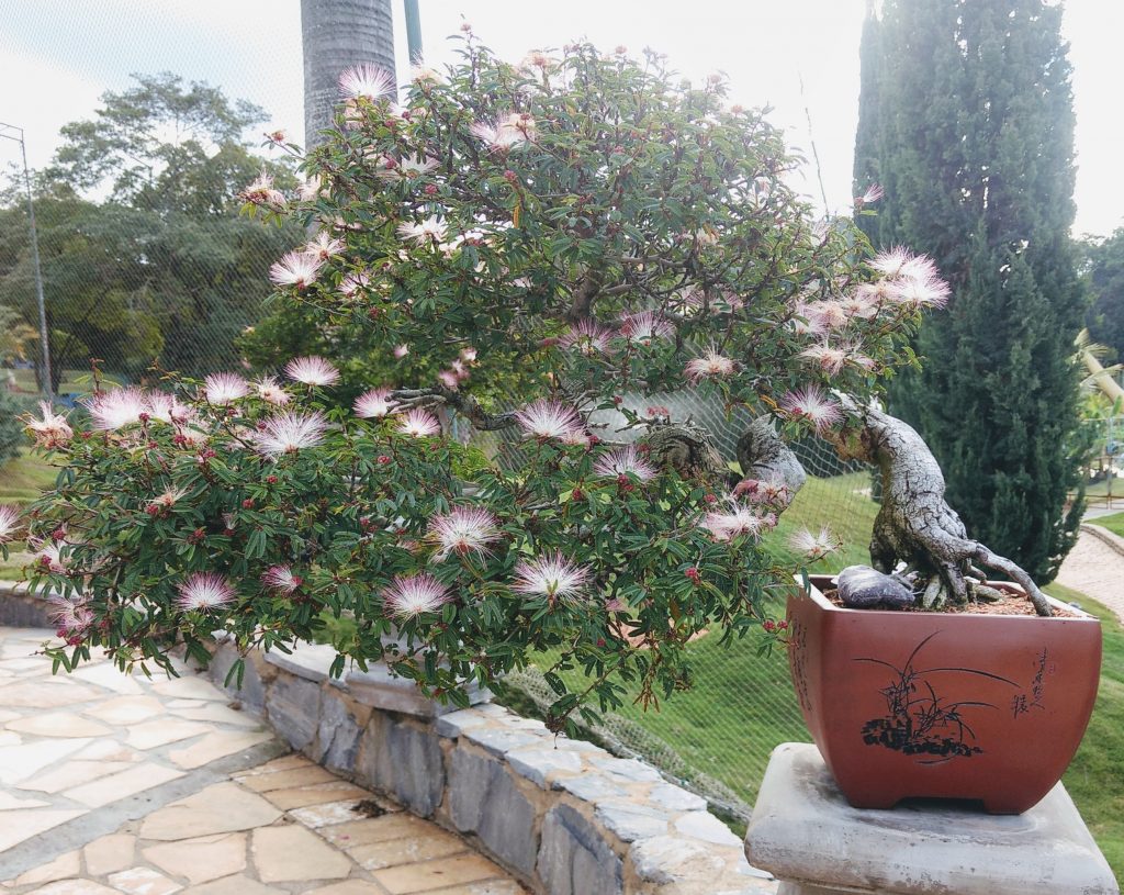 IMG_20180525_151351071~2