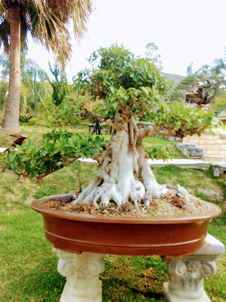 IMG_20180525_151558918~2