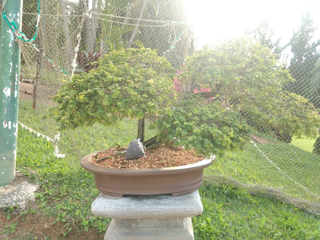 IMG_20180525_151701051