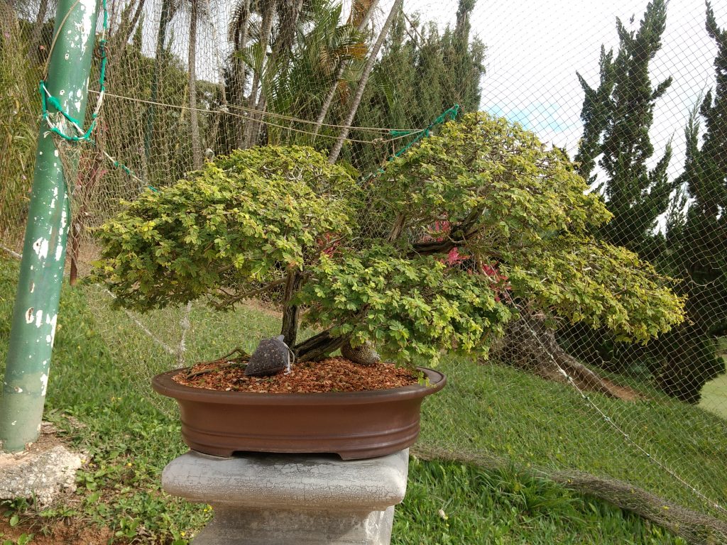 IMG_20180526_095513812