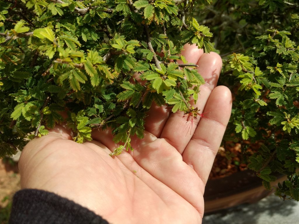 IMG_20180526_095542540