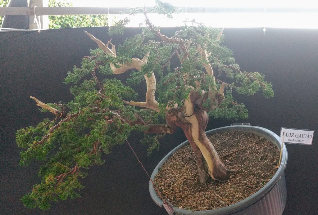 IMG_20180526_171649560_BURST001~2