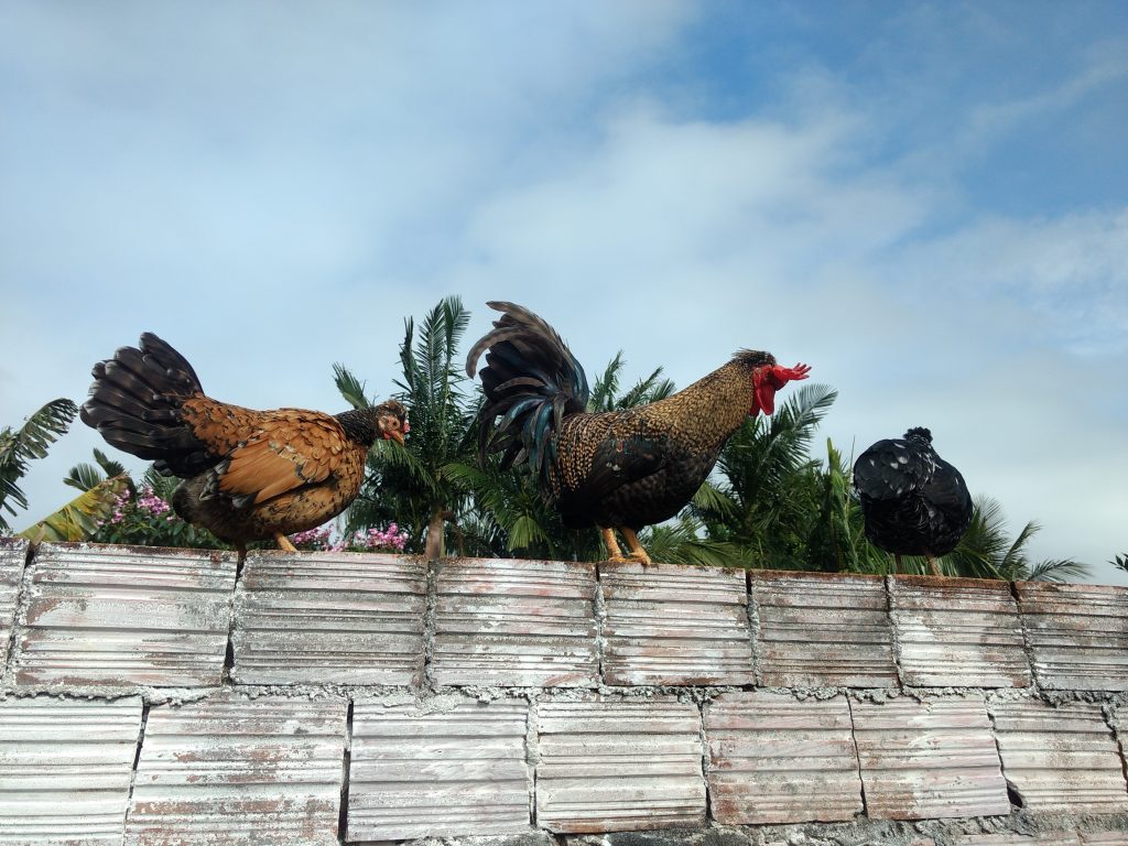 IMG_20180708_125038884