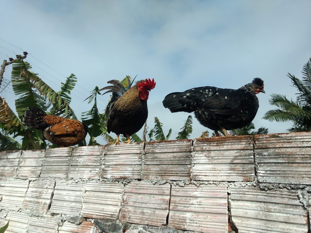 IMG_20180708_125054563